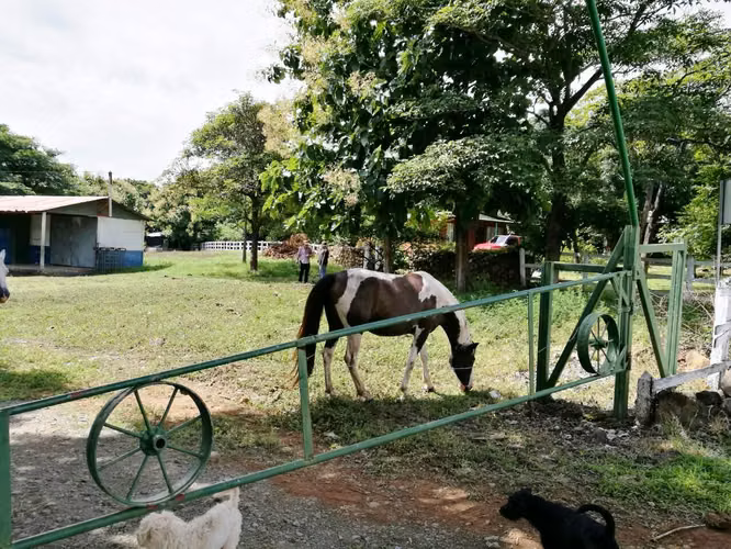 Venta Finca Ganadera Palmira Cañas Guanacaste 7.6 ha.