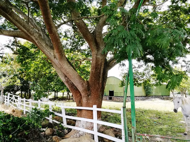 Venta Finca Ganadera Palmira Cañas Guanacaste 7.6 ha.