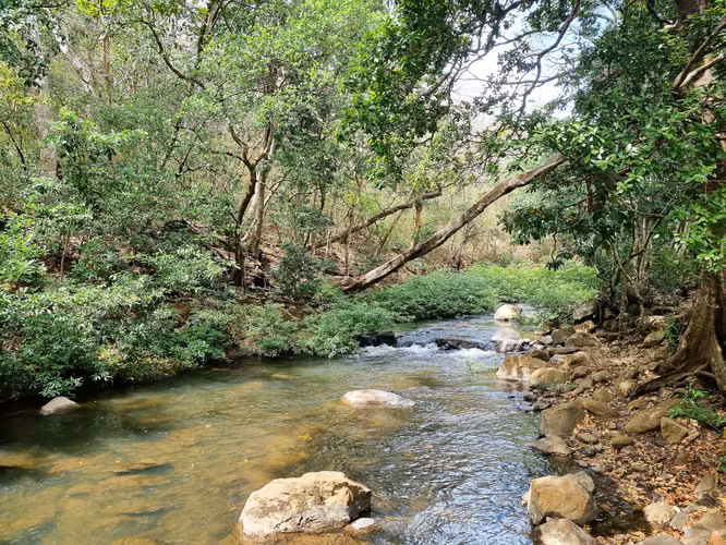 Venta Finca Palmira Cañas Guanacaste 60,7 ha