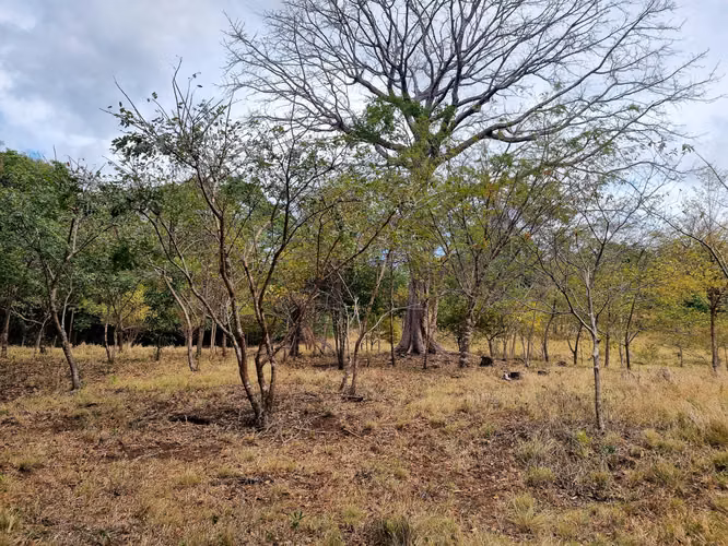 Venta Finca Palmira Cañas Guanacaste 60,7 ha