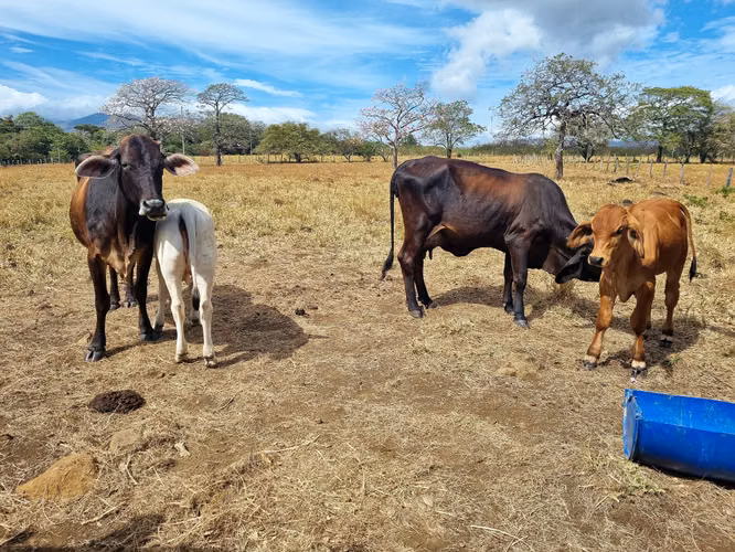 Venta Finca Palmira Cañas Guanacaste 60,7 ha