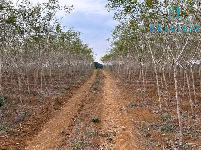 Finca en venta en San Carlos Coopevega Cutris HECHA ID 1584