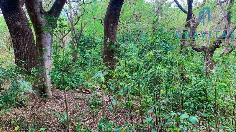 Finca en venta en Guácima, Alajuela (17,000 m2) ID 1754 - Imagen 5