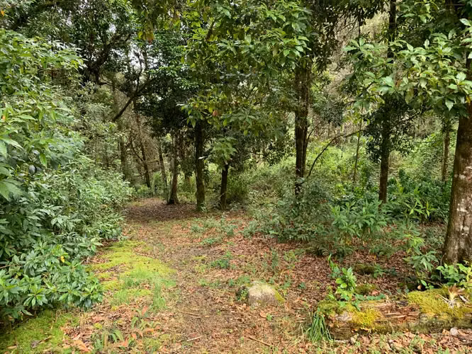 UNICO!! A ORILLAS DE RIO SAVEGRE ,SAN GERARDO DE DOTA C/ SERVS.  11,976 M2 - Imagen 7
