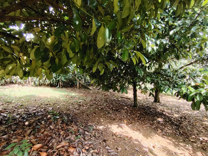 Venta de casa con terreno frutal en Cajón, Pérez Zeledón