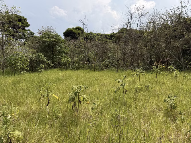 Oportunidad de Desarrollo en Cartago: 4,695 m² con Visión Estratégica (Zona ZRAD) - Imagen 4
