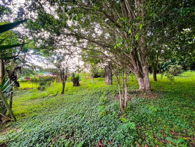 Lote en Venta en San Ramón de La Unión – Rodeado de Naturaleza