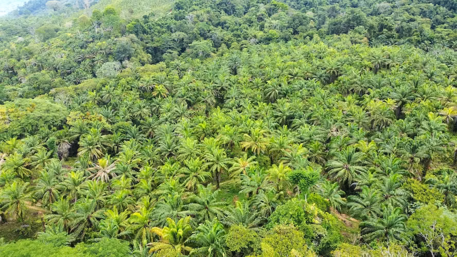 165 ha en Río Claro, Golfito: alto potencial de valorización y eco-desarrollo