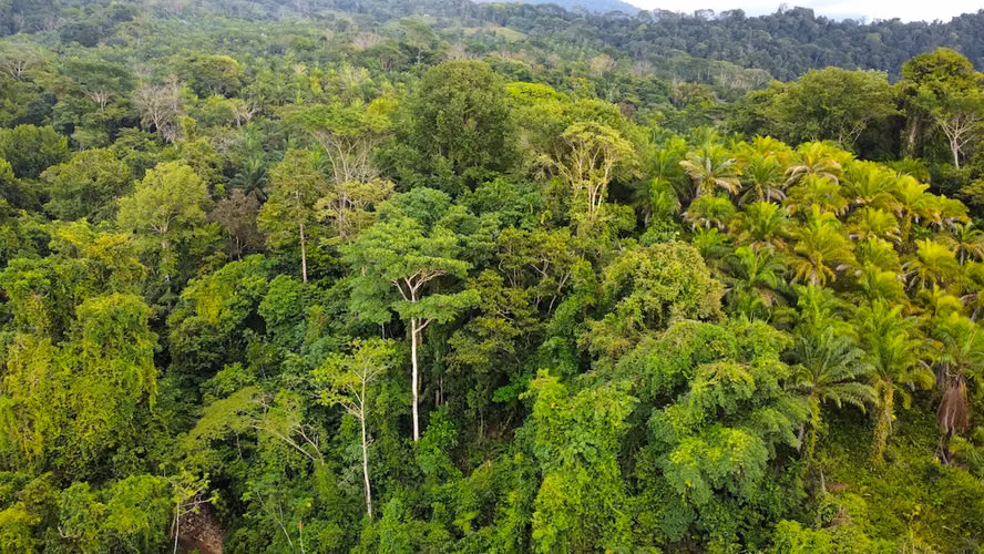 Finca de 165 ha en el Sur de Costa Rica con Alto Potencial de Valorización y Eco-Desarrollo