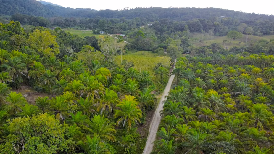 Finca de 165 ha en el Sur de Costa Rica con Alto Potencial de Valorización y Eco-Desarrollo