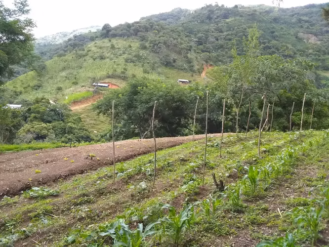 Terreno ganga  d más 1 hectare  con colinas, árboles y manantiales, amplio frente - Imagen 14
