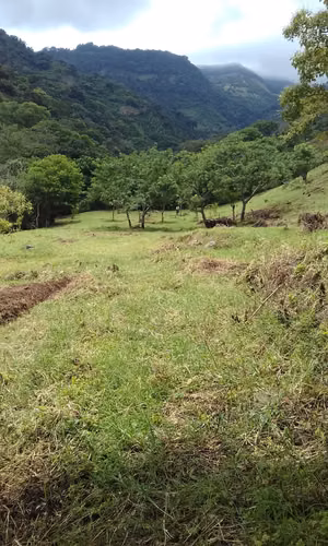 Terreno ganga  d más 1 hectare  con colinas, árboles y manantiales, amplio frente - Imagen 8