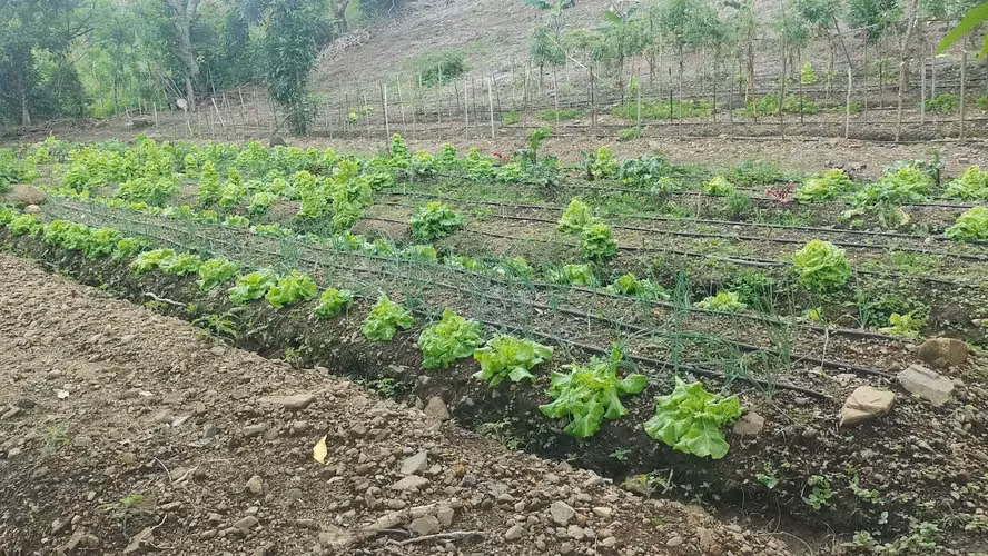 Terreno ganga  d más 1 hectare  con colinas, árboles y manantiales, amplio frente - Imagen 16
