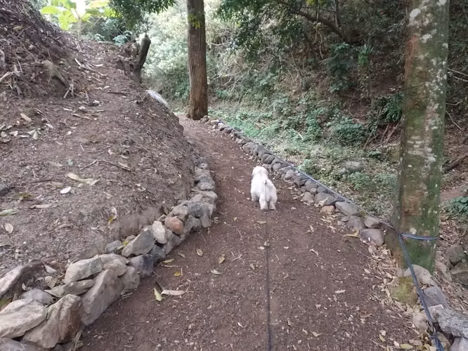 Terreno ganga  d más 1 hectare  con colinas, árboles y manantiales, amplio frente - Imagen 12