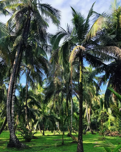 Off-grid (solar + well water) 66,866 m² lot | 16.52 acres | 6.6866 ha | Barra de Pacuare, Costa Rica - Imagen 16