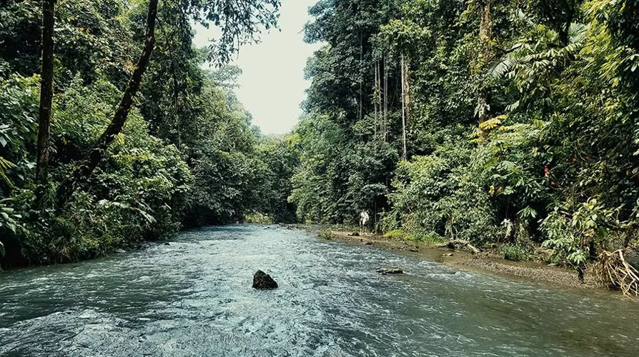 Propiedad de Eco-Lodge– The Jungle Getaway