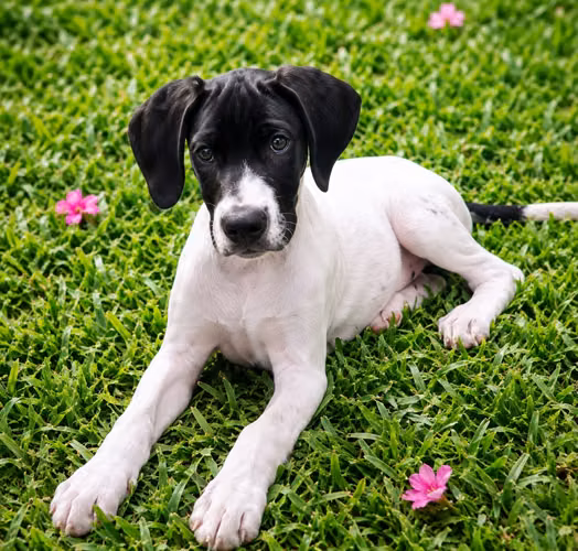 Cachorra Gran Danes