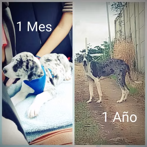 Cachorra Gran Danes - Imagen 6