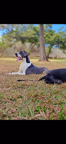 Cachorra Gran Danes - Imagen 5