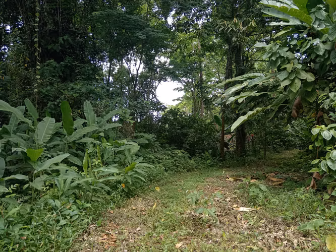 Terreno con vista al mar en Hone Creek, Cahuita, Limón - Imagen 11