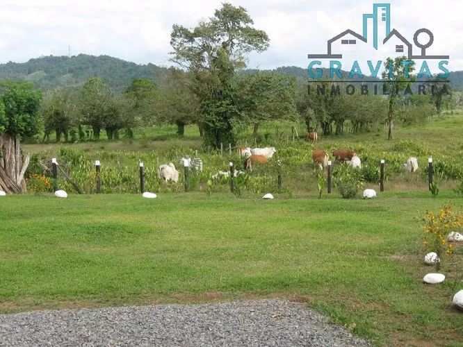 Finca ganadera en venta en Guácimo, Limón | 82 Hect ID 211