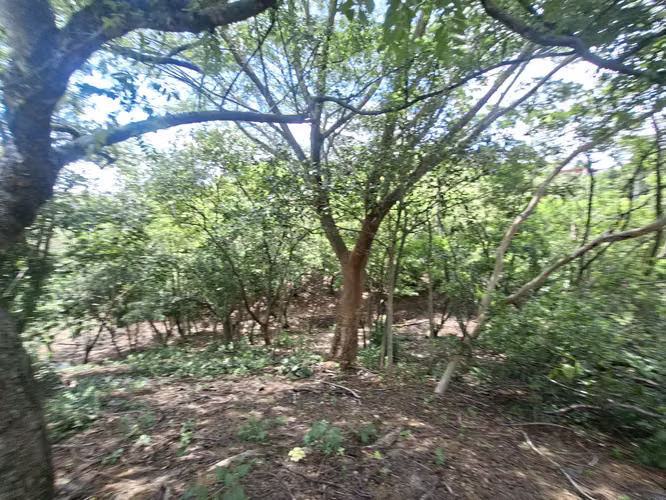 PROPIEDAD EN VENTA. BRASIL DE SANTA ANA. 30 003 m2. USO RESIDENCIAL - Imagen 11