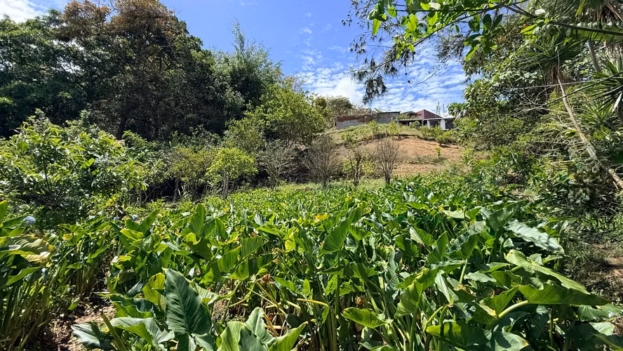 VENTA LOTE EN CARTAGO EL GUARCO, TOBOSÍ 5071 m2