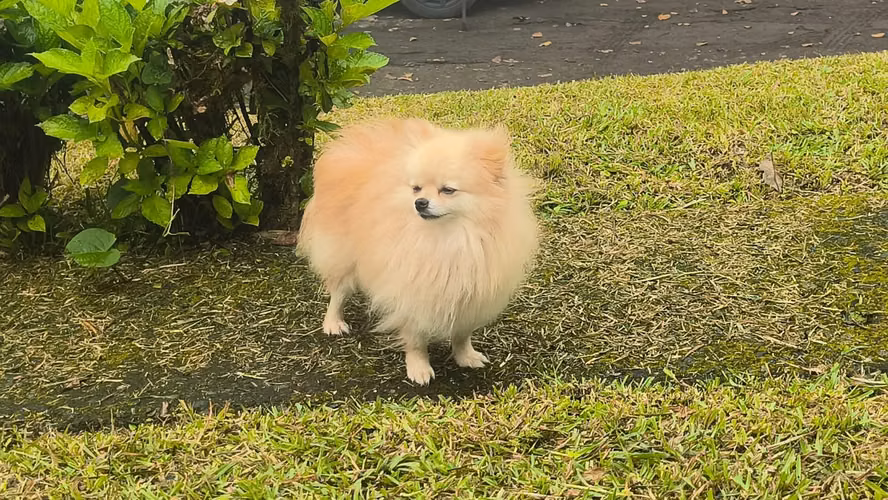 Se vende Padrote pomerania - Imagen 2