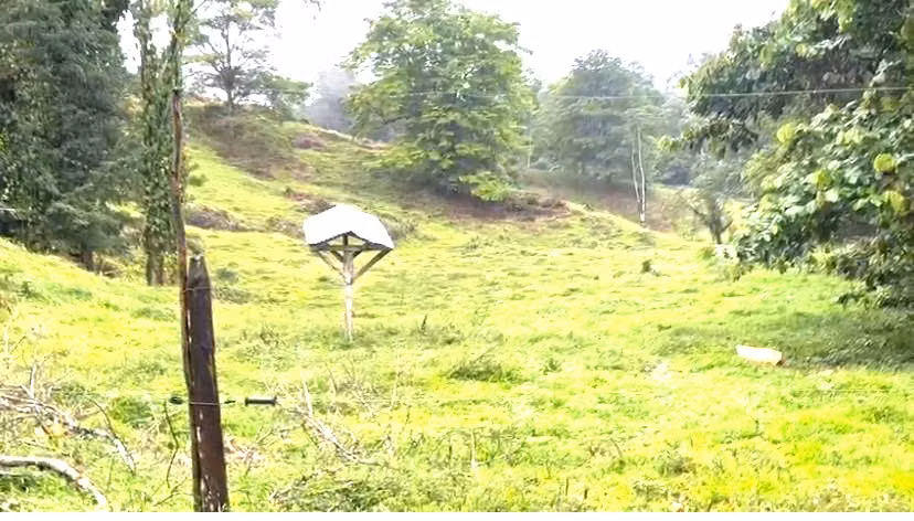 Venta de Finca San Carlos Betania de Cutris  $12.500 x hect 125 hect - Imagen 7