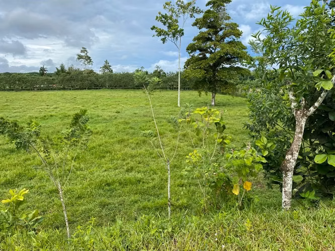 FI-132  SE VENDE FINCA EN SIQUIRRES - Imagen 3
