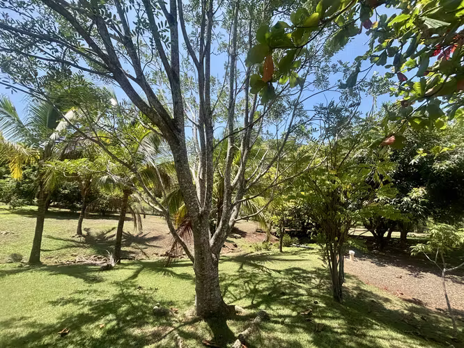 Rebajada. Quinta en San Mateo, con amplia casa, piscina y árboles frutales