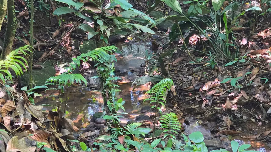 VENTA DE HERMOSA FINCA, UBICADA EN ARENILLA DE SAN PEDRO, PÉREZ ZELEDÓN - Imagen 2