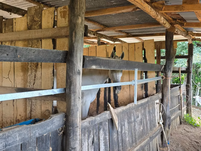 VENTA DE HERMOSA FINCA, UBICADA EN ARENILLA DE SAN PEDRO, PÉREZ ZELEDÓN - Imagen 12