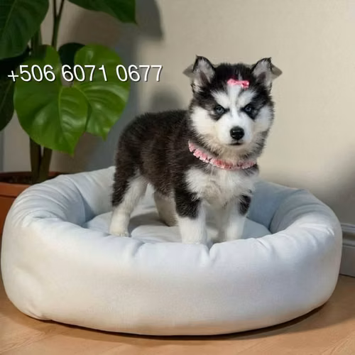 Husky Siberiano - Imagen 9