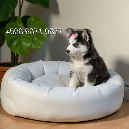 Husky Siberiano - Imagen 7