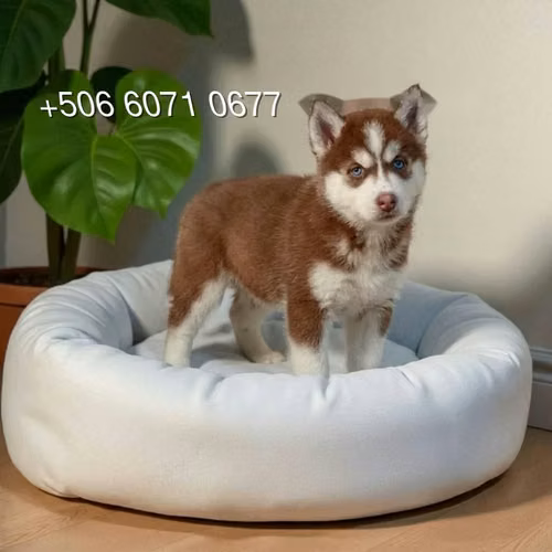Husky Siberiano - Imagen 4