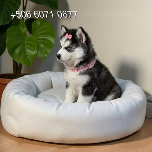 Husky Siberiano - Imagen 8