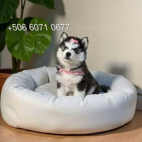 Husky Siberiano - Imagen 10