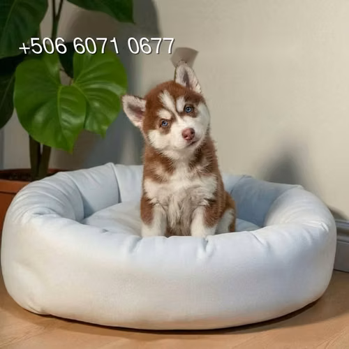 Husky Siberiano - Imagen 3