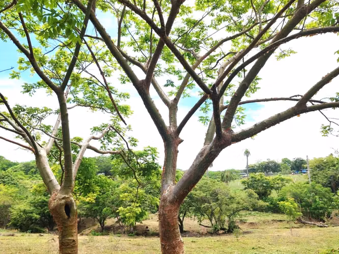 Venta lote San Mateo Jesús María   UNA GANGA - Imagen 12