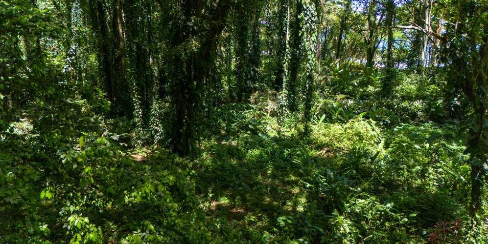 Lote frente al mar en Puerto Viejo Playa Chiquita - 1.1 ha con playa - Imagen 5