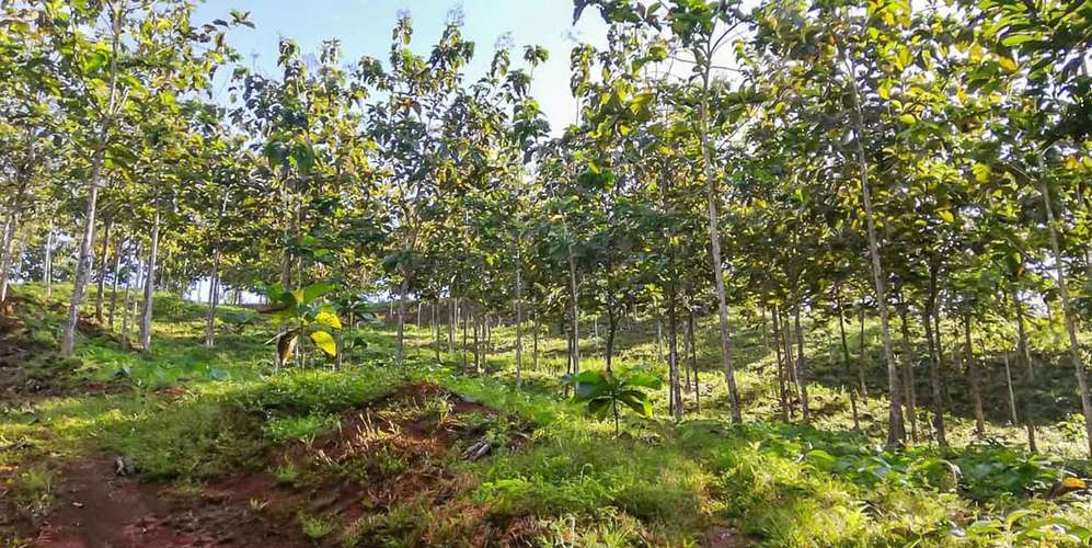 Finca 55 ha en Turrubares San José - Vista al Pacífico - Proyecto