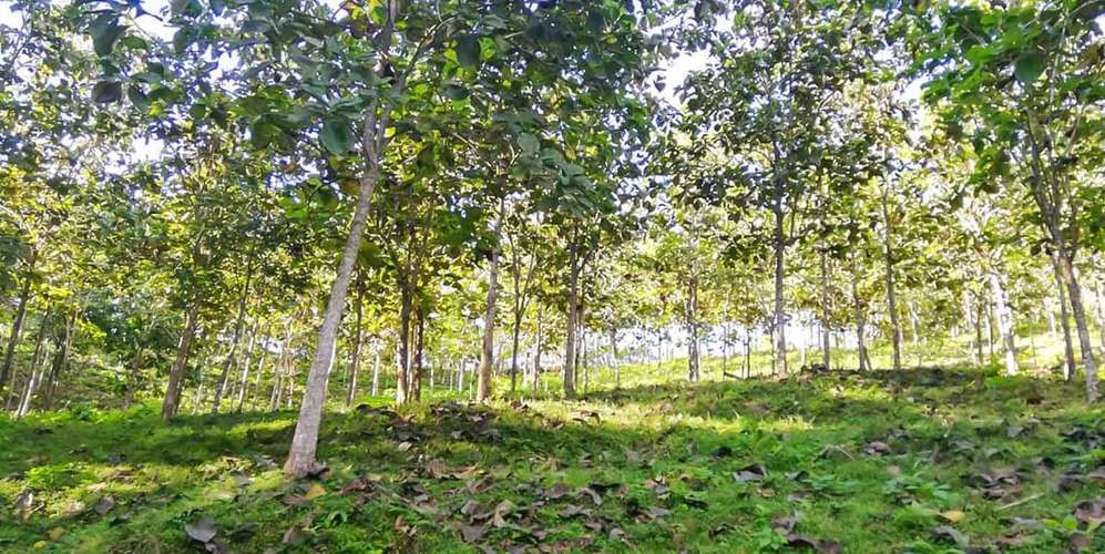 Farm in Turrubares San Jose - Ocean View Terraces - Investment ROI