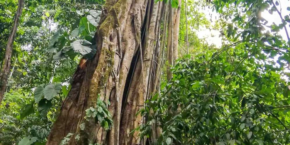 Finca 55 ha en Turrubares San José - Vista al Pacífico - Proyecto