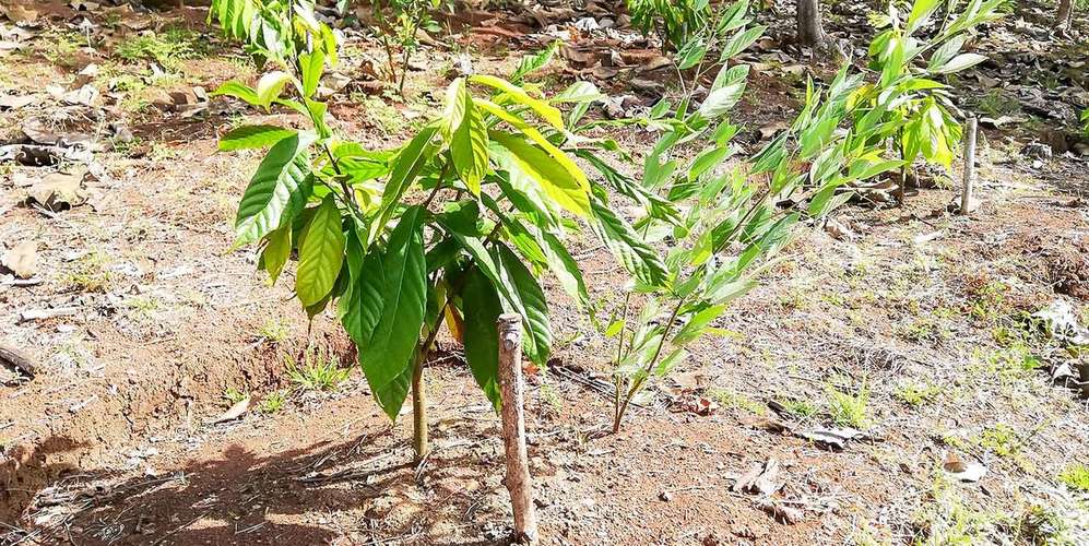 Finca 55 ha en Turrubares San José - Vista al Pacífico - Proyecto