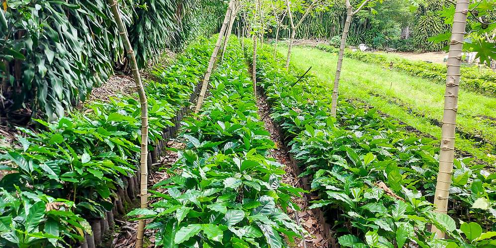 Finca en Monteverde 40 ha - Plantación de café premium -