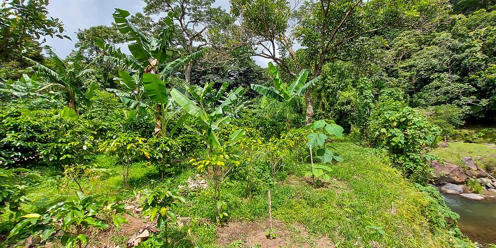 Finca en Monteverde 40 ha - Plantación de café premium -