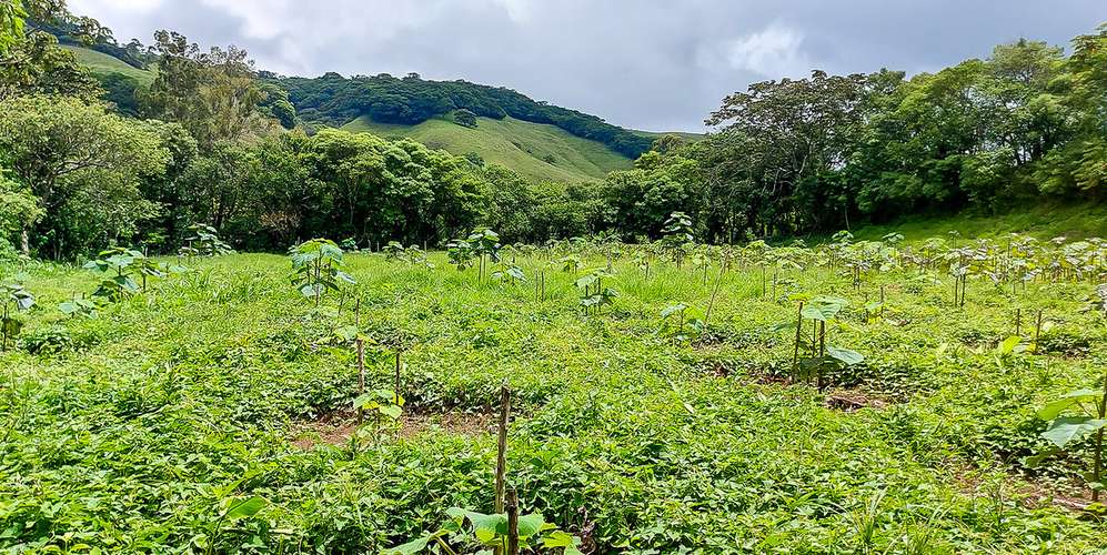 Finca en Monteverde 40 ha - Plantación de café premium -