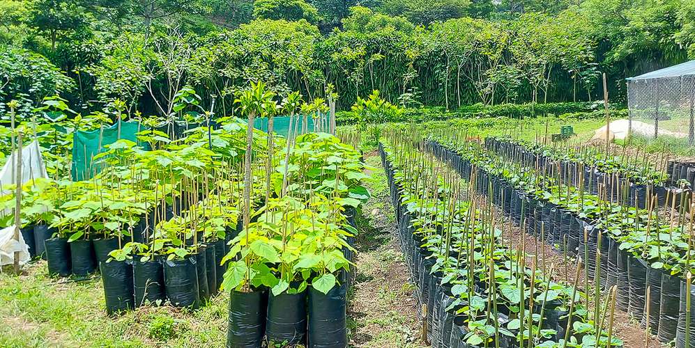Finca en Monteverde 40 ha - Plantación de café premium -