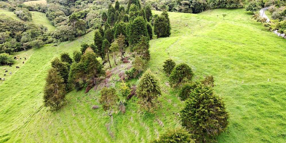 Finca en Moravia San Jerónimo 20 ha producción activa financiamiento - Imagen 6